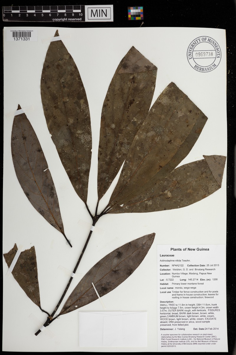 Actinodaphne latifolia photo 4