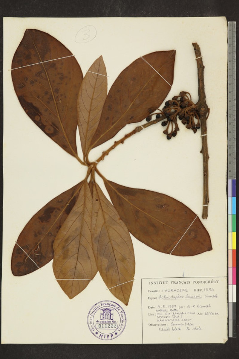Actinodaphne lawsonii