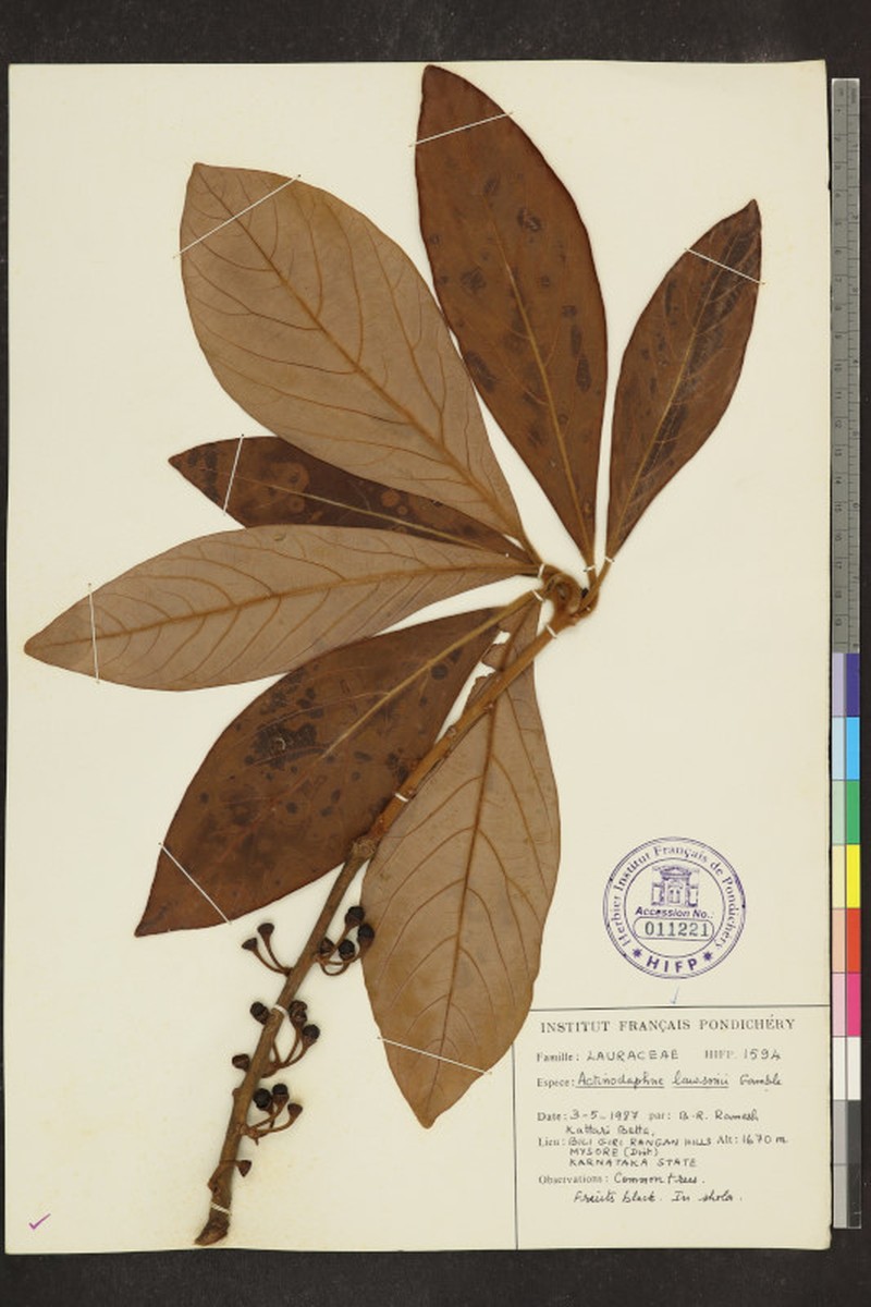 Actinodaphne lawsonii photo 2
