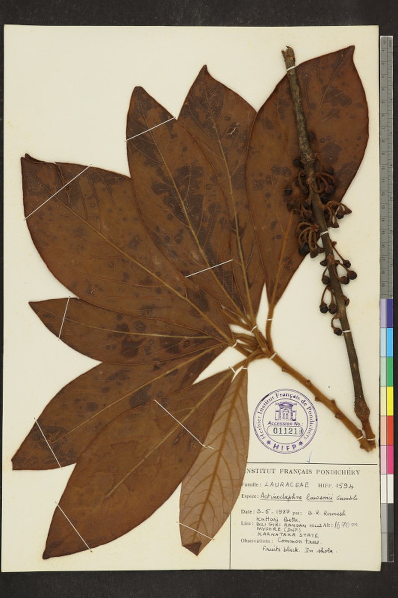 Actinodaphne lawsonii photo 3