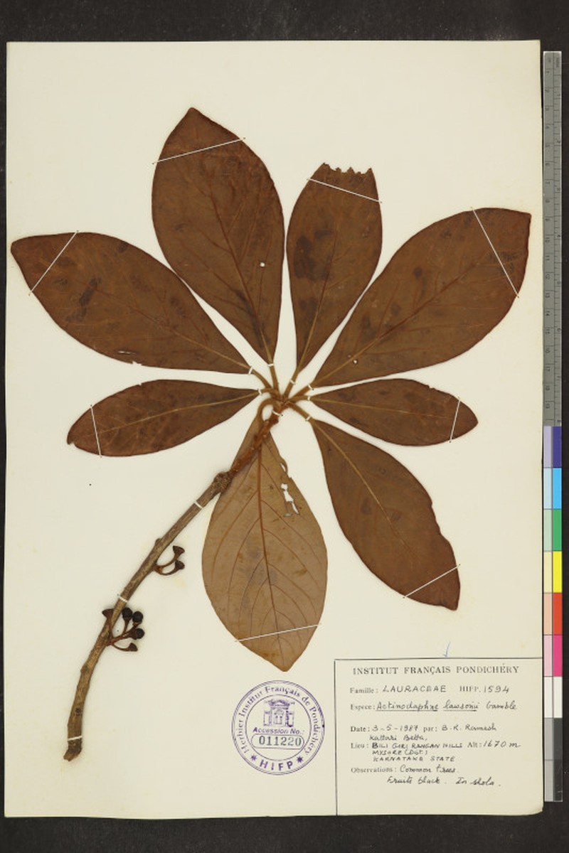 Actinodaphne lawsonii photo 4