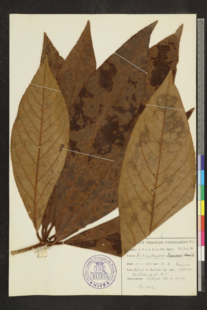 Actinodaphne lawsonii photo 5