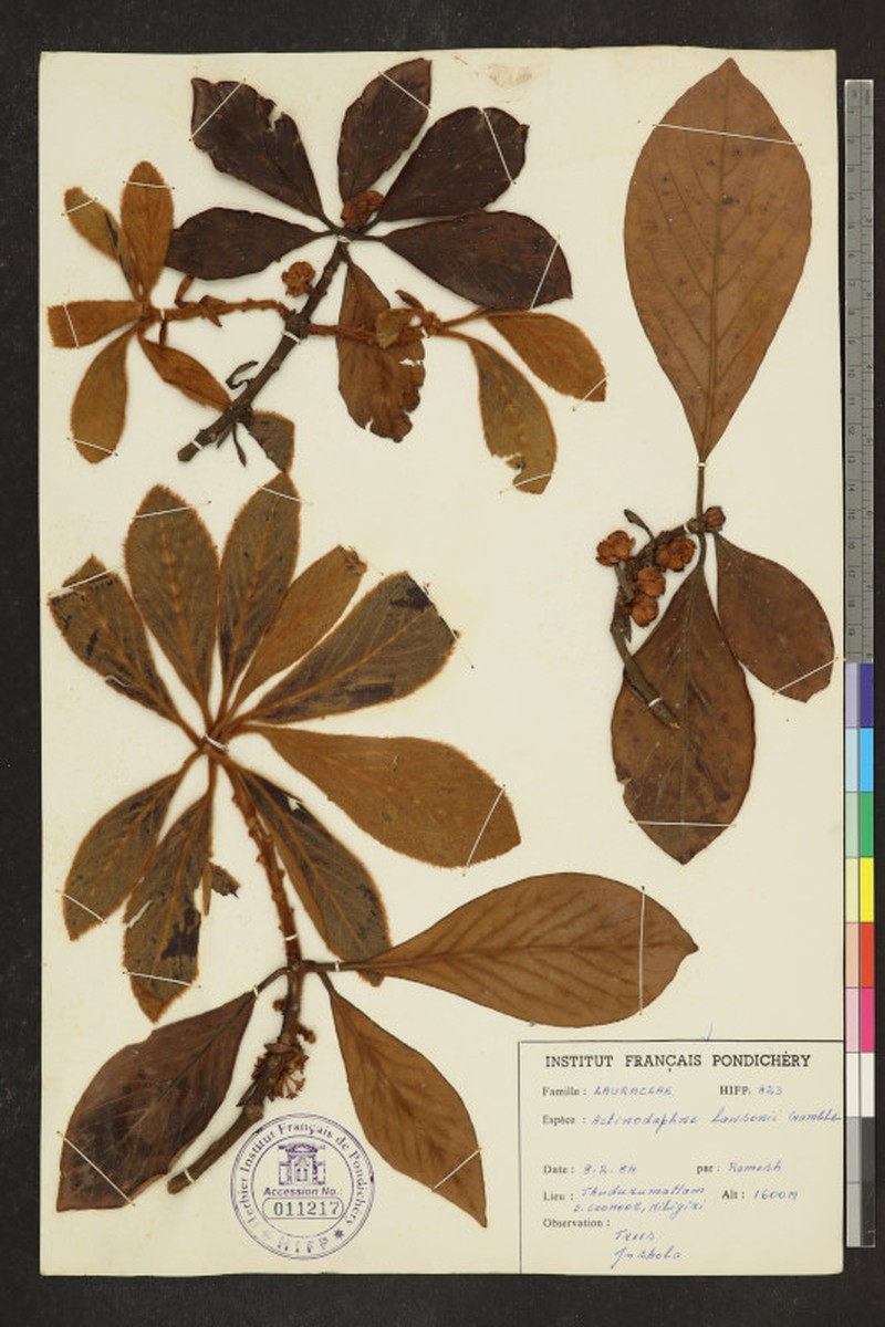 Actinodaphne lawsonii photo 6