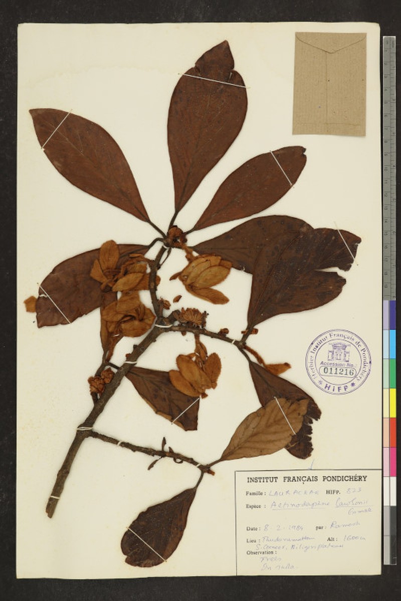 Actinodaphne lawsonii photo 7