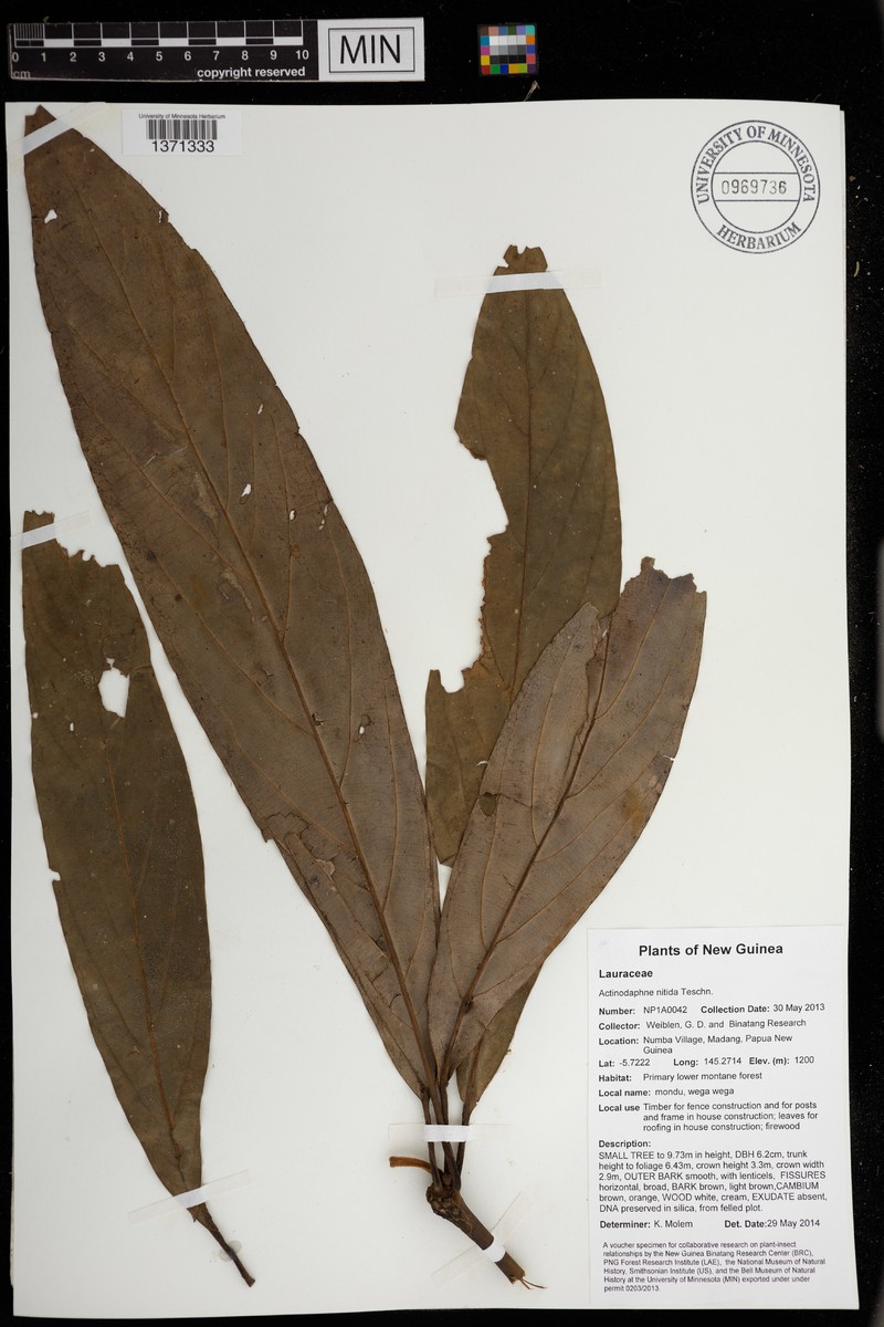 Actinodaphne ledermannii