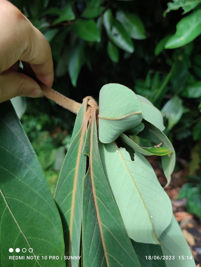 Actinodaphne macrophylla