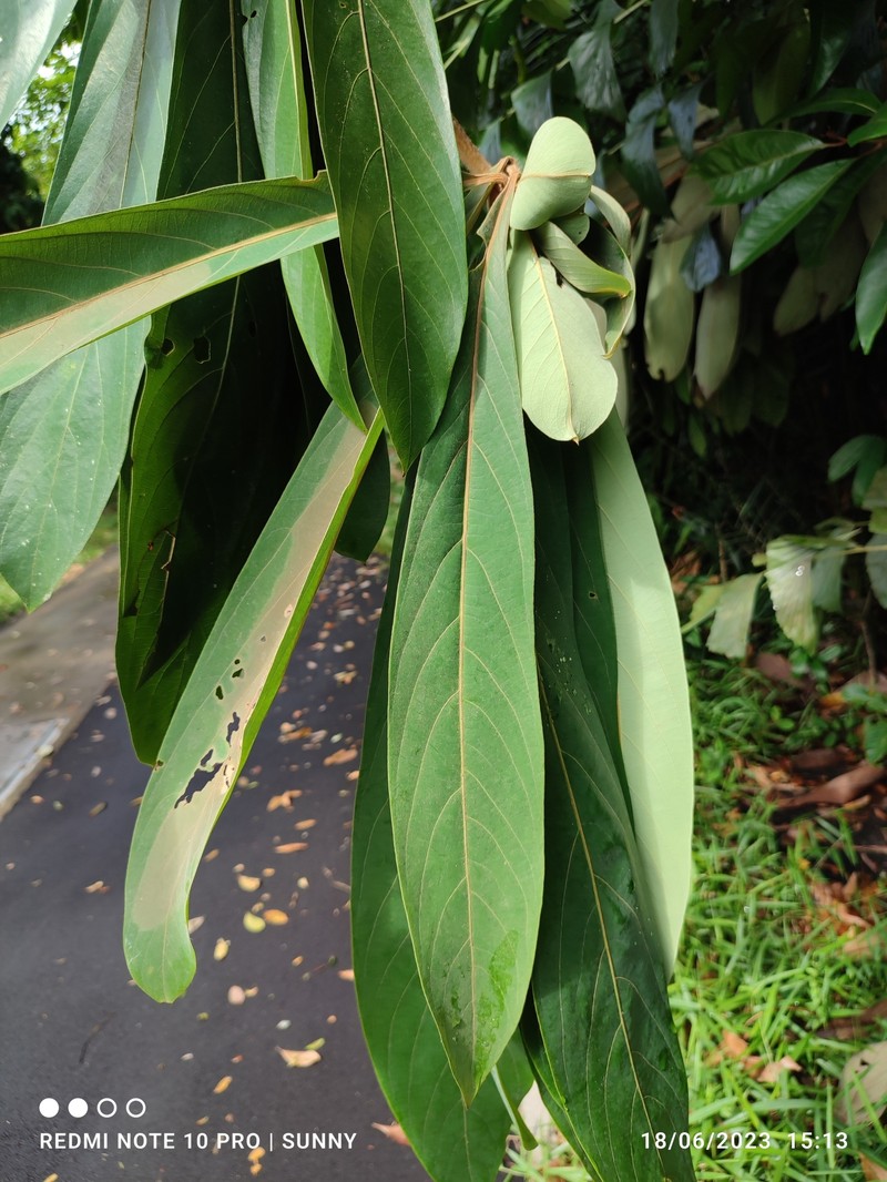 Actinodaphne macrophylla photo 2