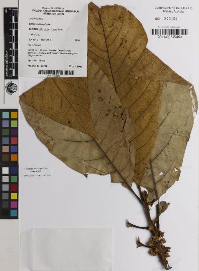 Actinodaphne macrophylla photo 3