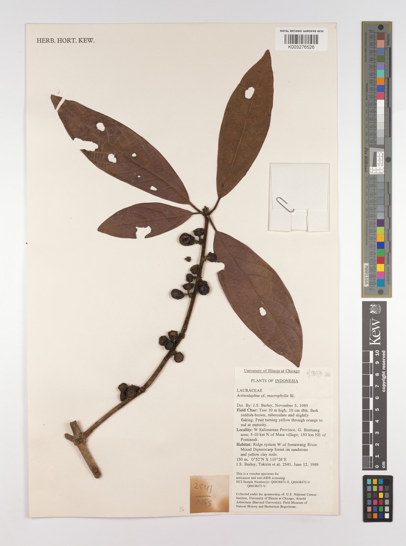 Actinodaphne macrophylla photo 4