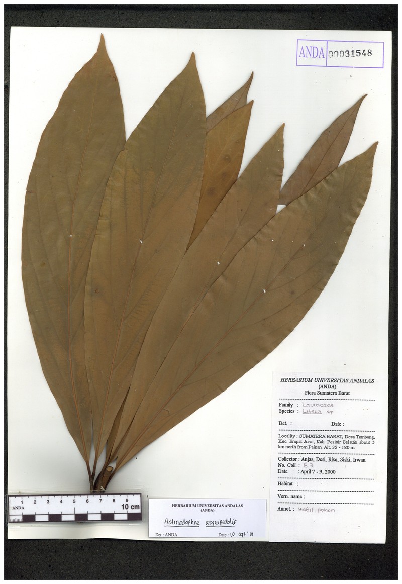 Actinodaphne macroptera photo 2