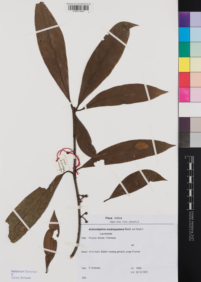 Actinodaphne madraspatana