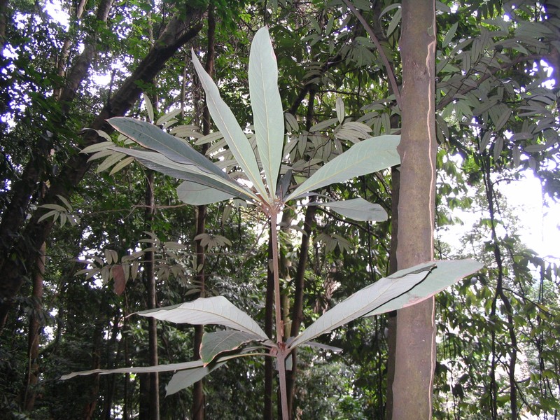 Actinodaphne malaccensis
