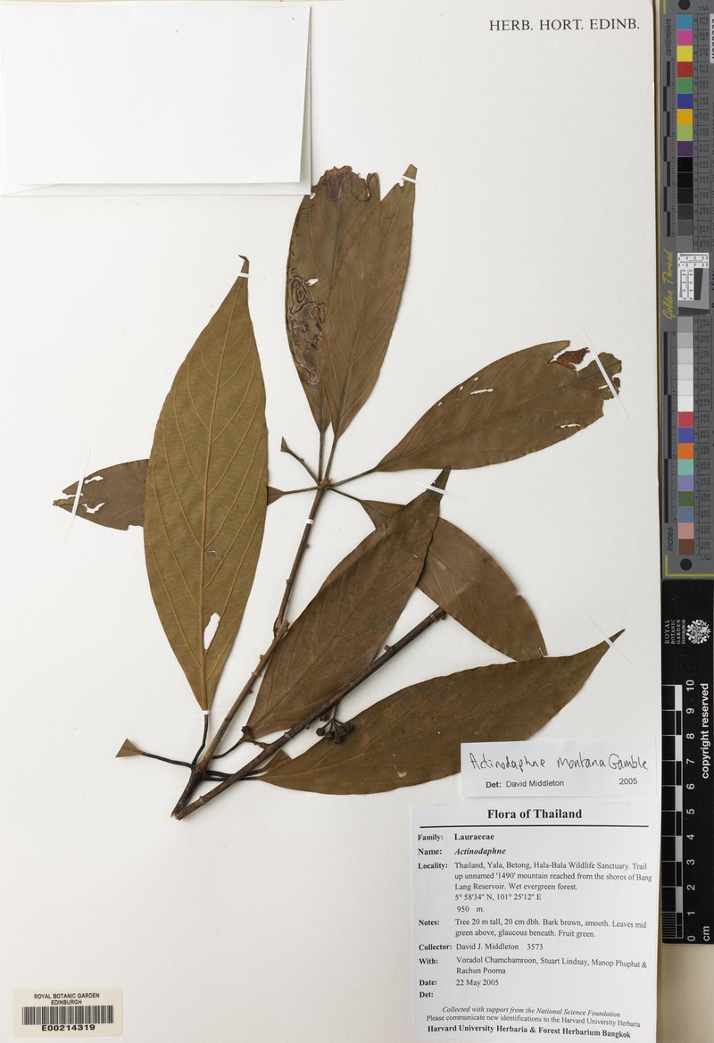 Actinodaphne montana