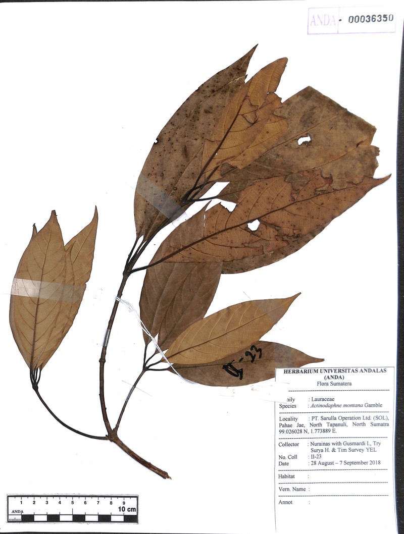 Actinodaphne montana photo 2