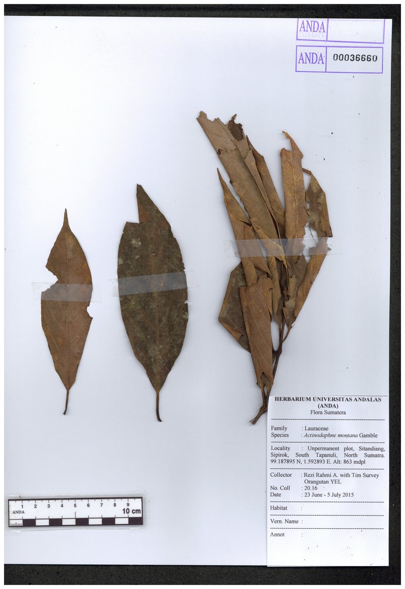 Actinodaphne montana photo 3