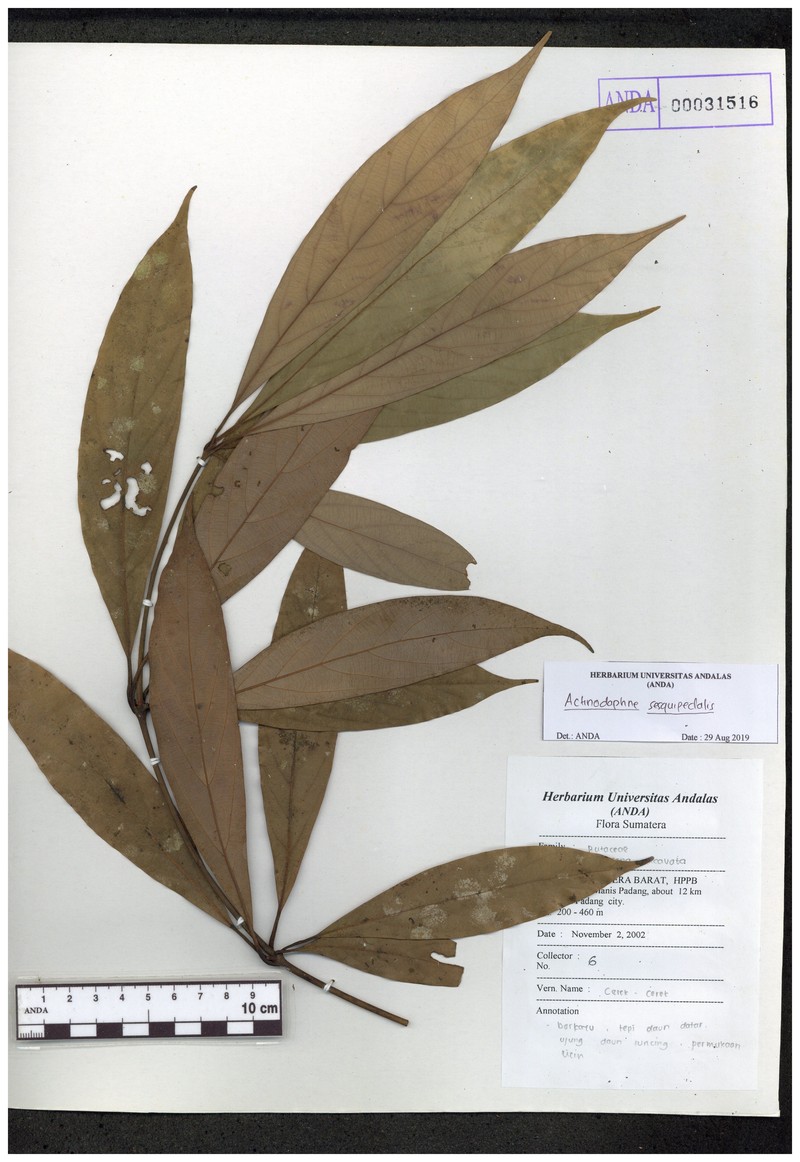Actinodaphne montana photo 4
