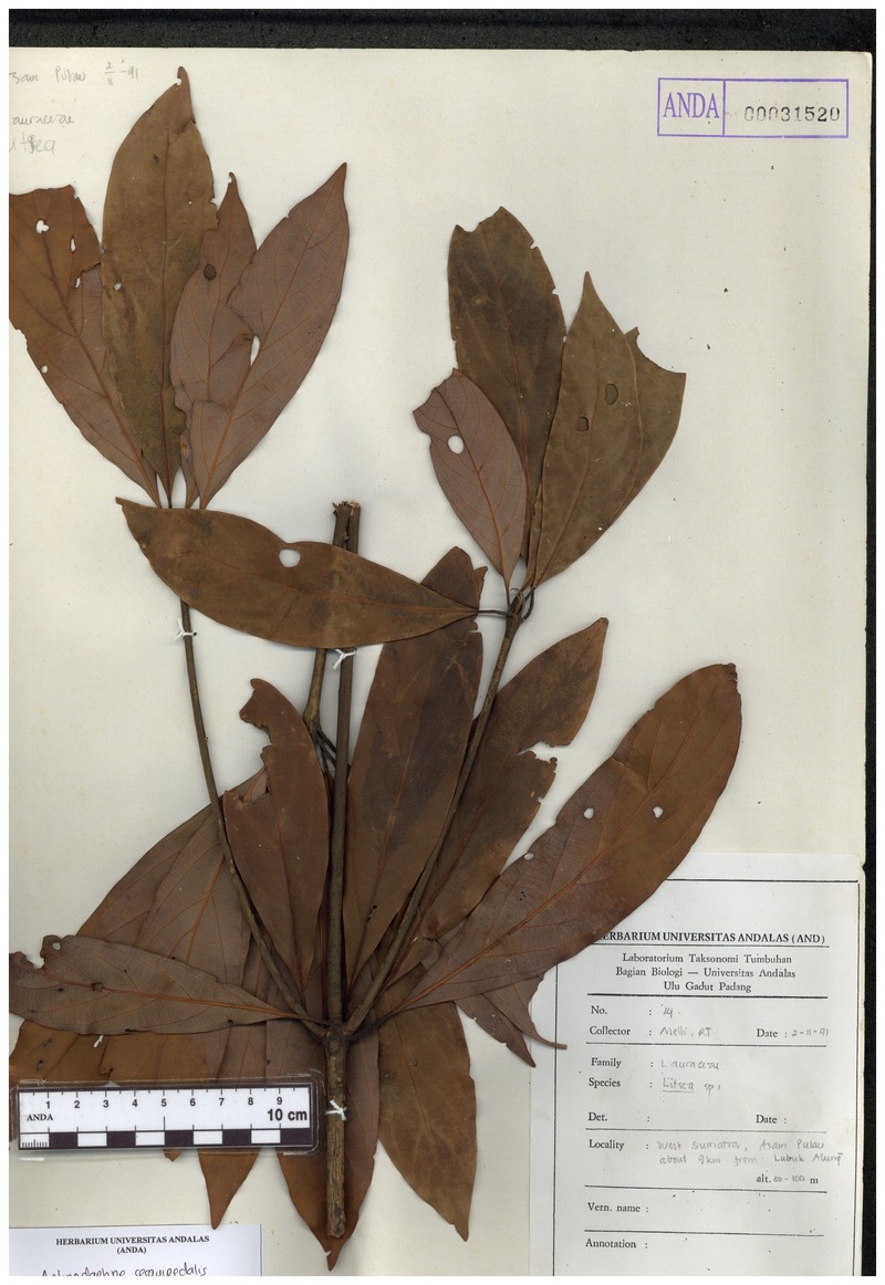 Actinodaphne montana photo 5