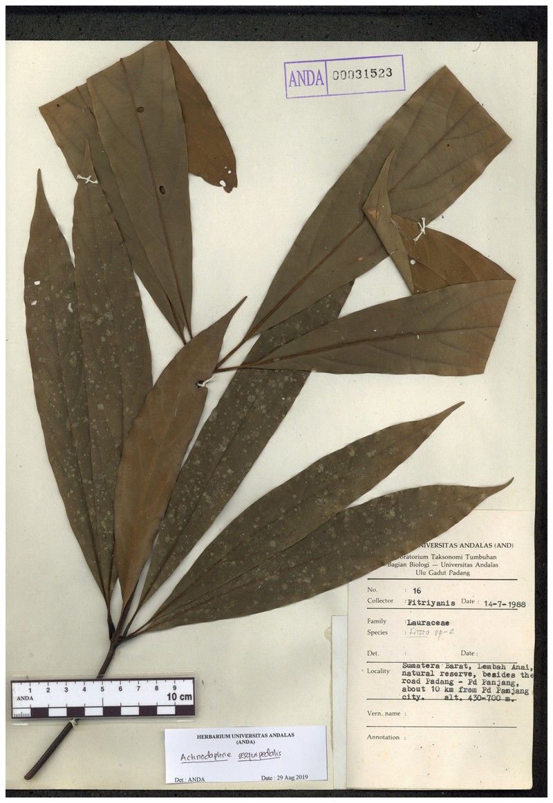 Actinodaphne montana photo 6
