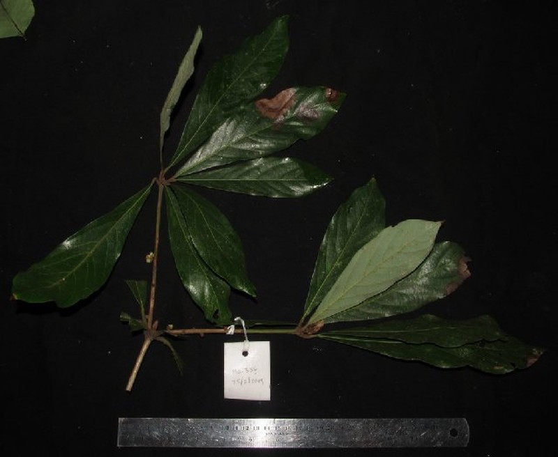 Actinodaphne multiflora