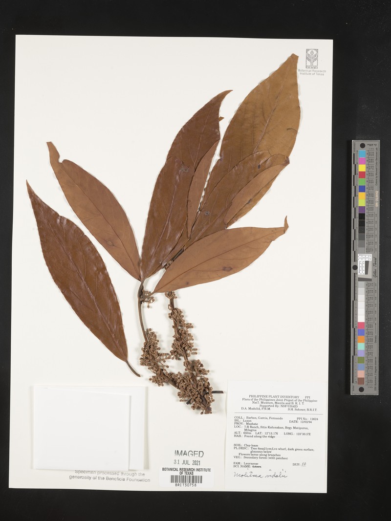Actinodaphne multiflora photo 2