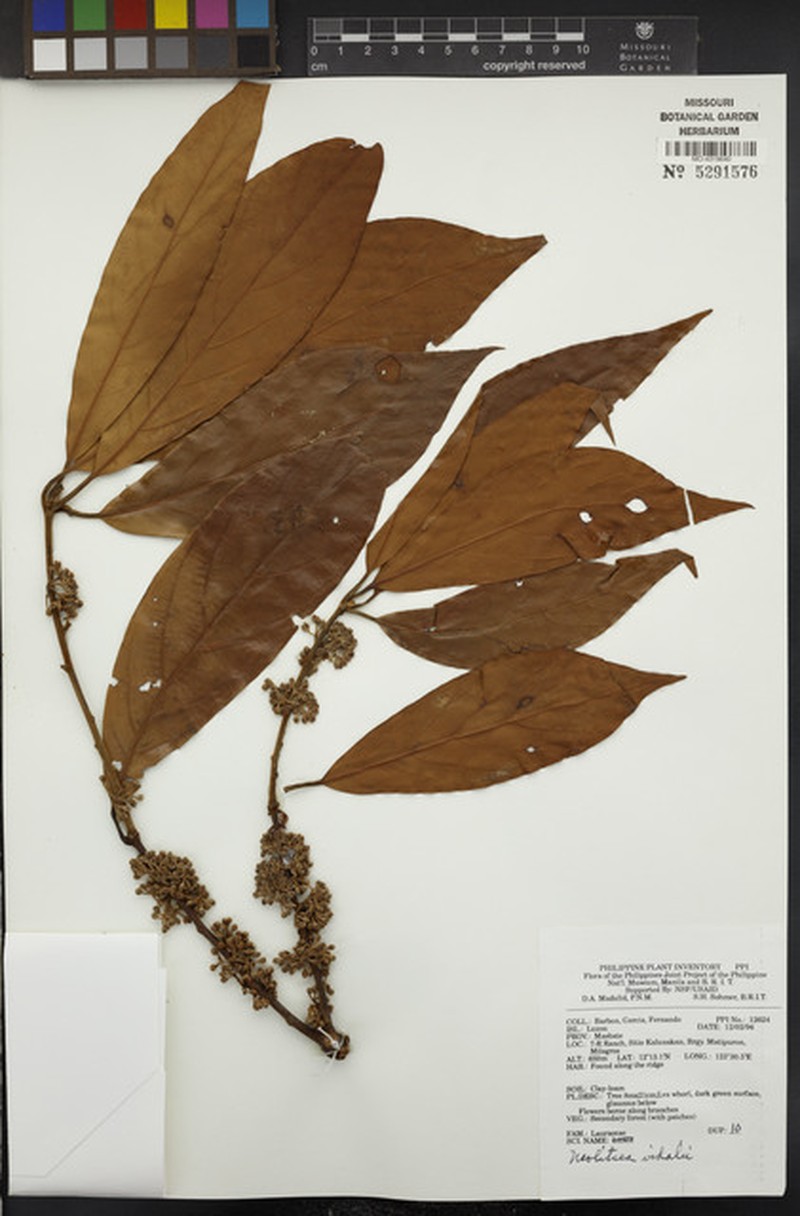 Actinodaphne multiflora photo 3