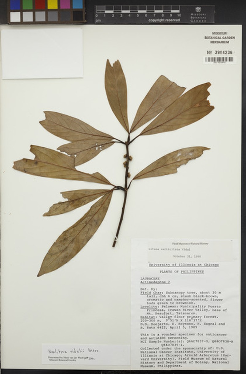 Actinodaphne multiflora photo 4