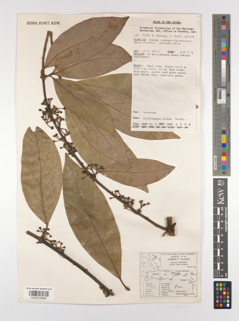 Actinodaphne multiflora photo 5