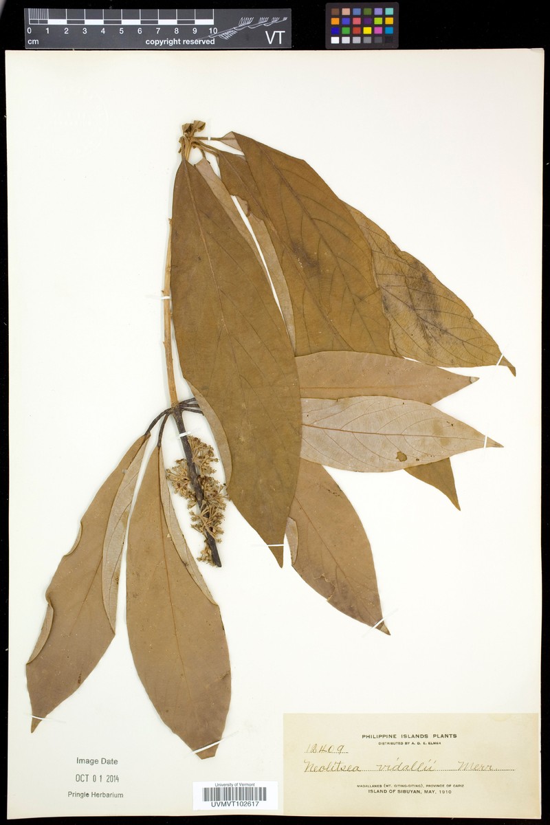 Actinodaphne multiflora photo 6