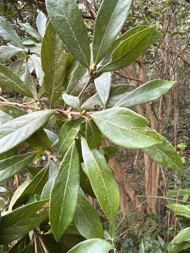 Actinodaphne mushaensis