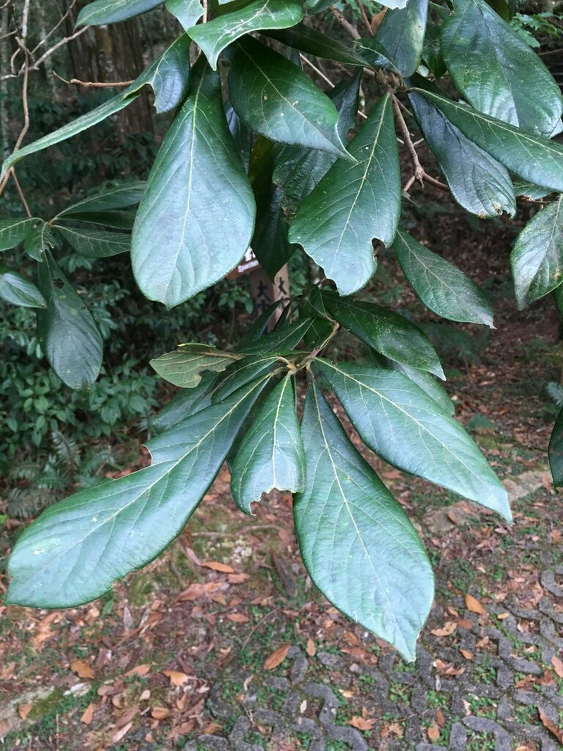Actinodaphne mushaensis photo 2