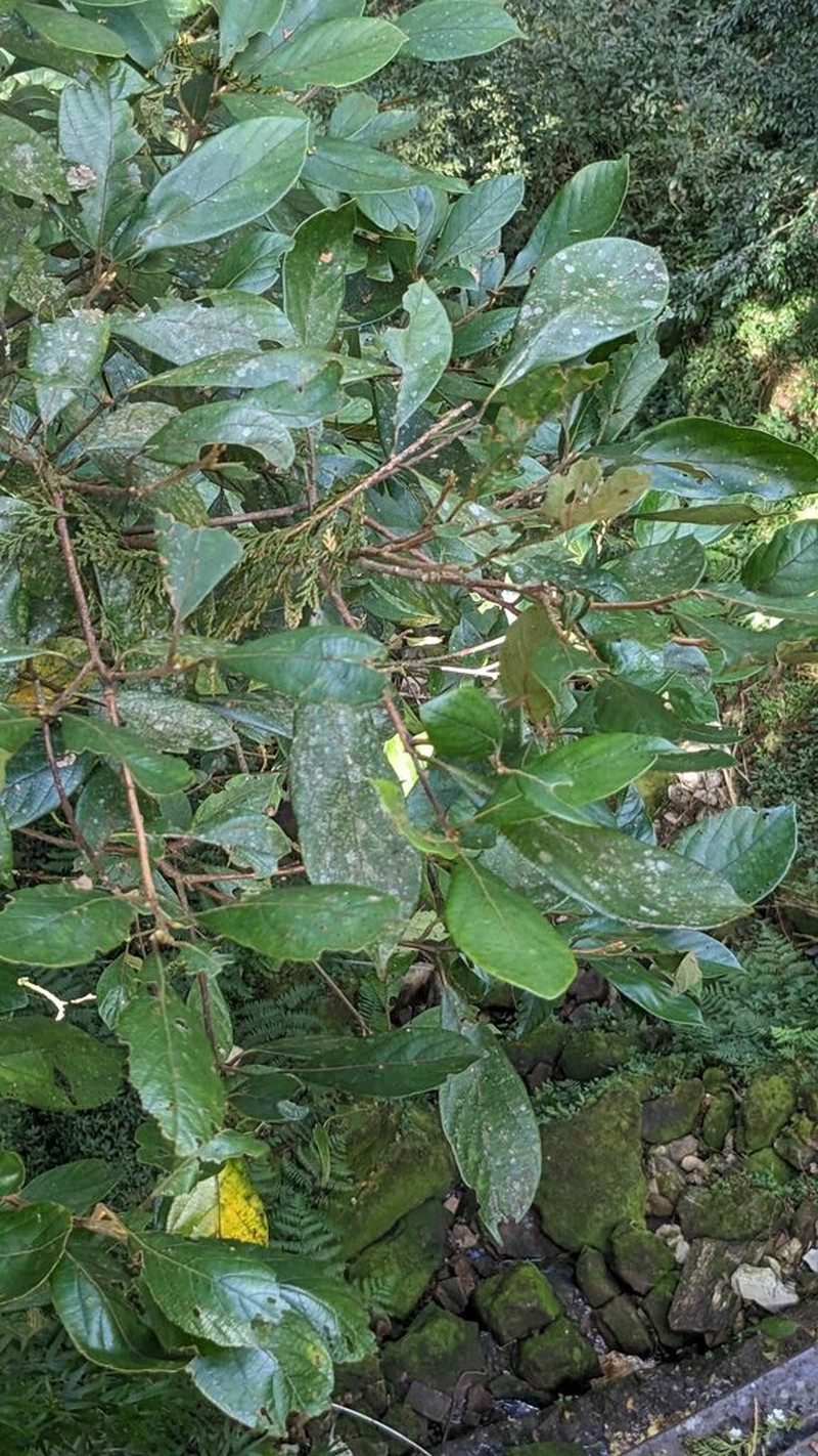 Actinodaphne mushaensis photo 3