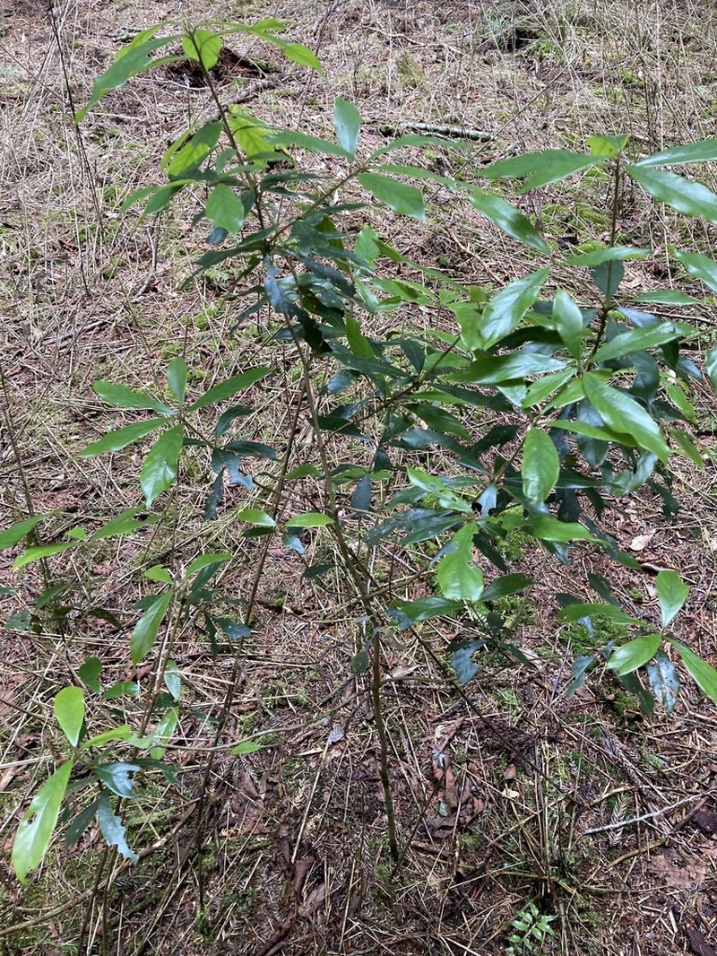 Actinodaphne mushaensis photo 4