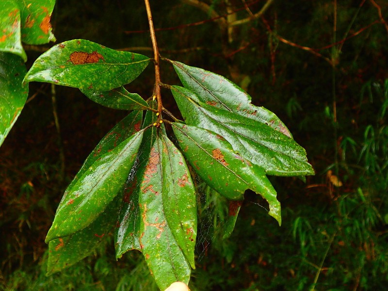 Actinodaphne mushaensis photo 5