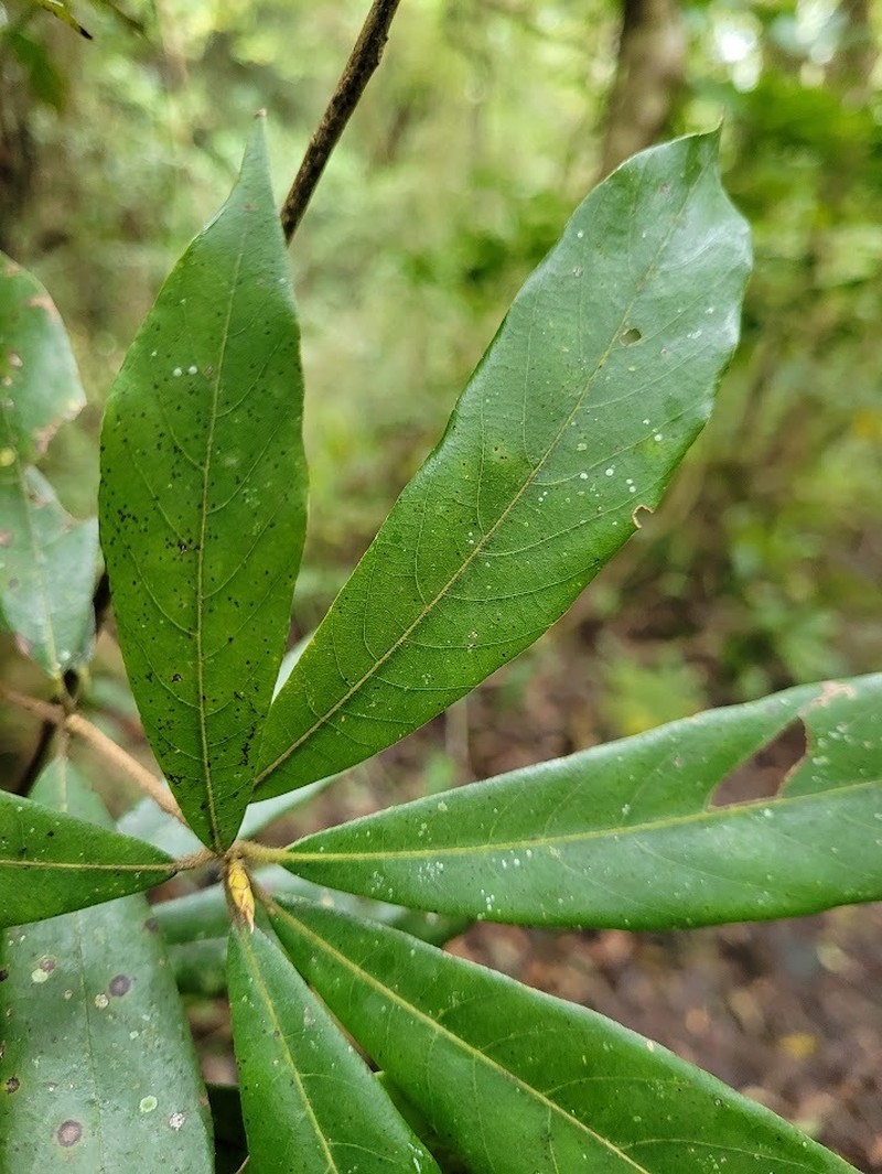 Actinodaphne mushaensis photo 6