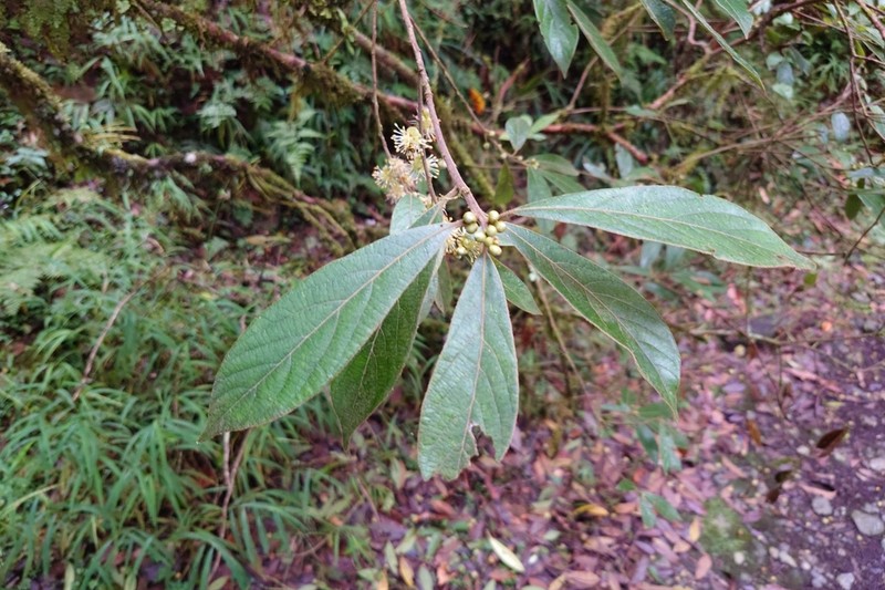 Actinodaphne mushaensis photo 7