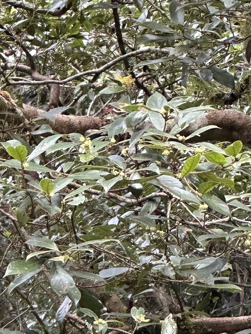 Actinodaphne mushaensis photo 8