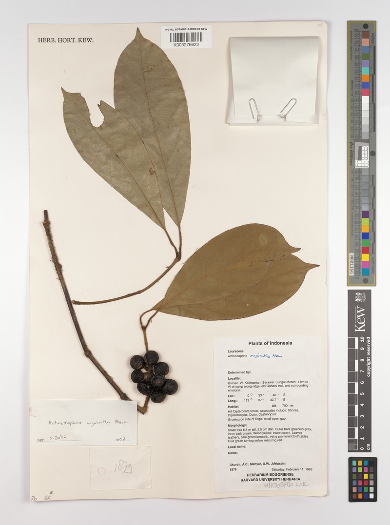 Actinodaphne myriantha