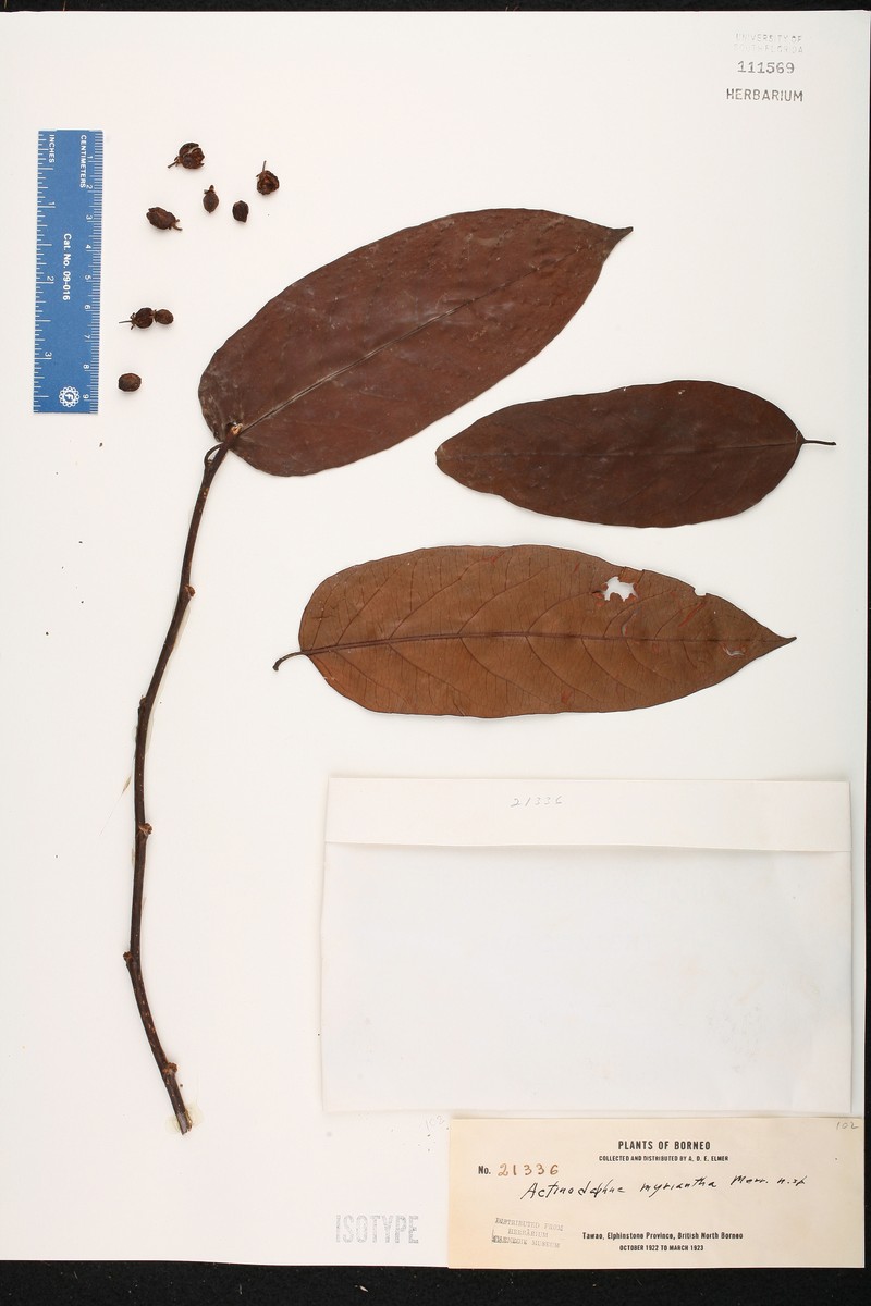 Actinodaphne myriantha photo 2
