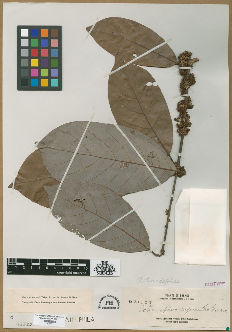 Actinodaphne myriantha photo 3