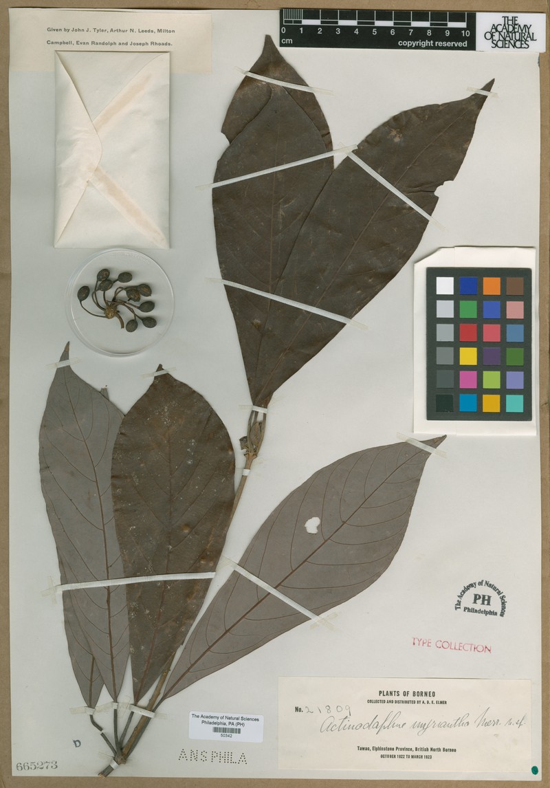 Actinodaphne myriantha photo 4