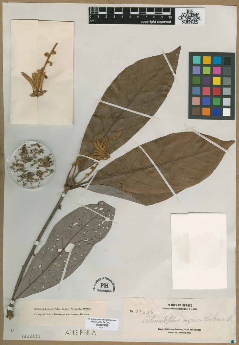 Actinodaphne myriantha photo 5