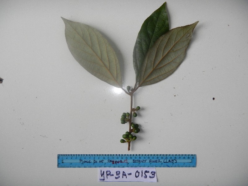 Actinodaphne nitida photo 4