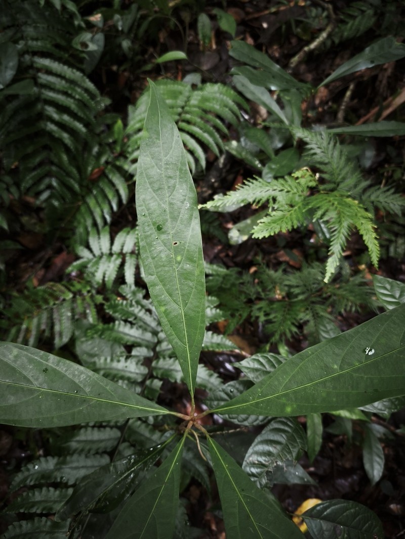 Actinodaphne nitida