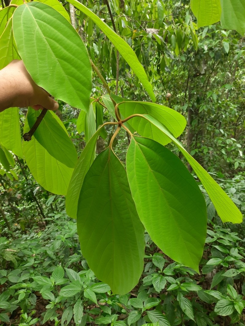Actinodaphne obovata