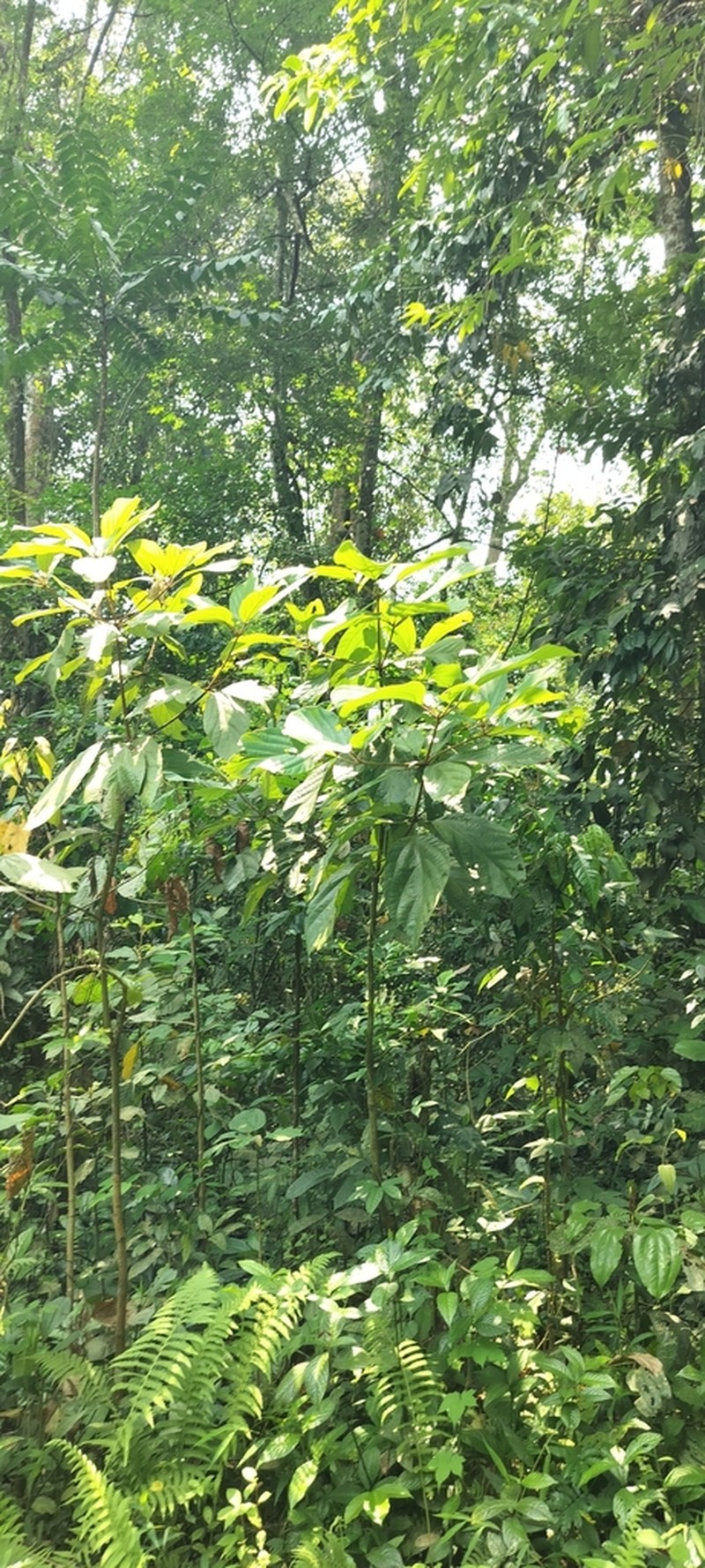 Actinodaphne obovata photo 2