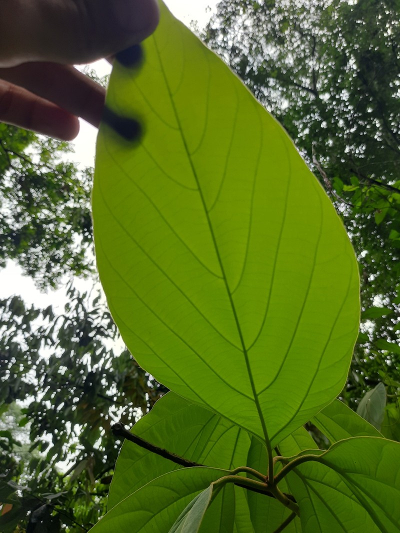 Actinodaphne obovata photo 4