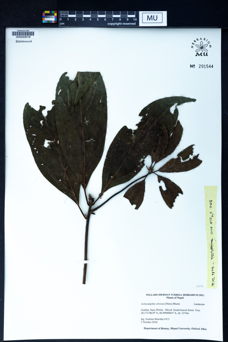 Actinodaphne obovata photo 5