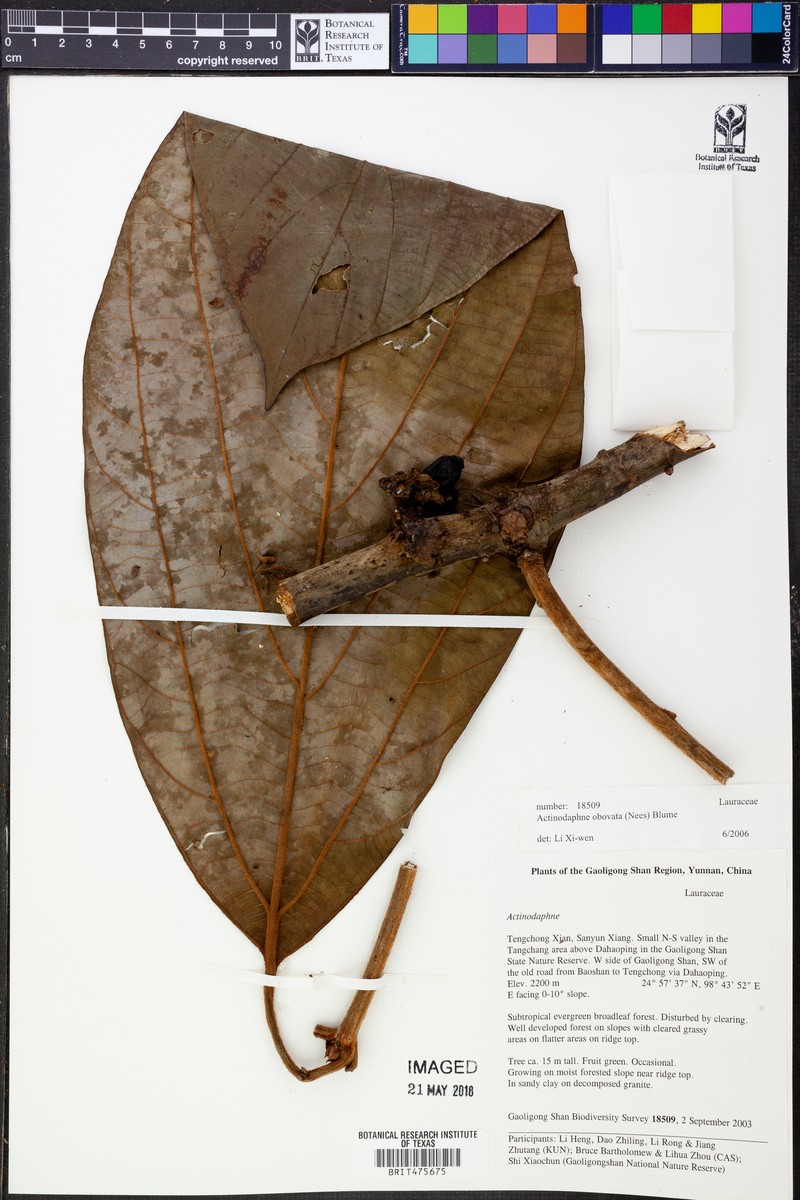 Actinodaphne obovata photo 6