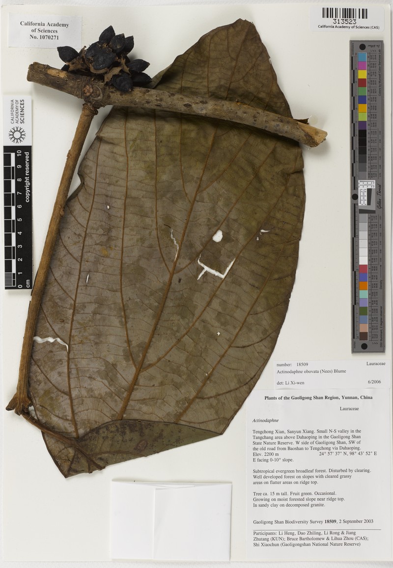 Actinodaphne obovata photo 7