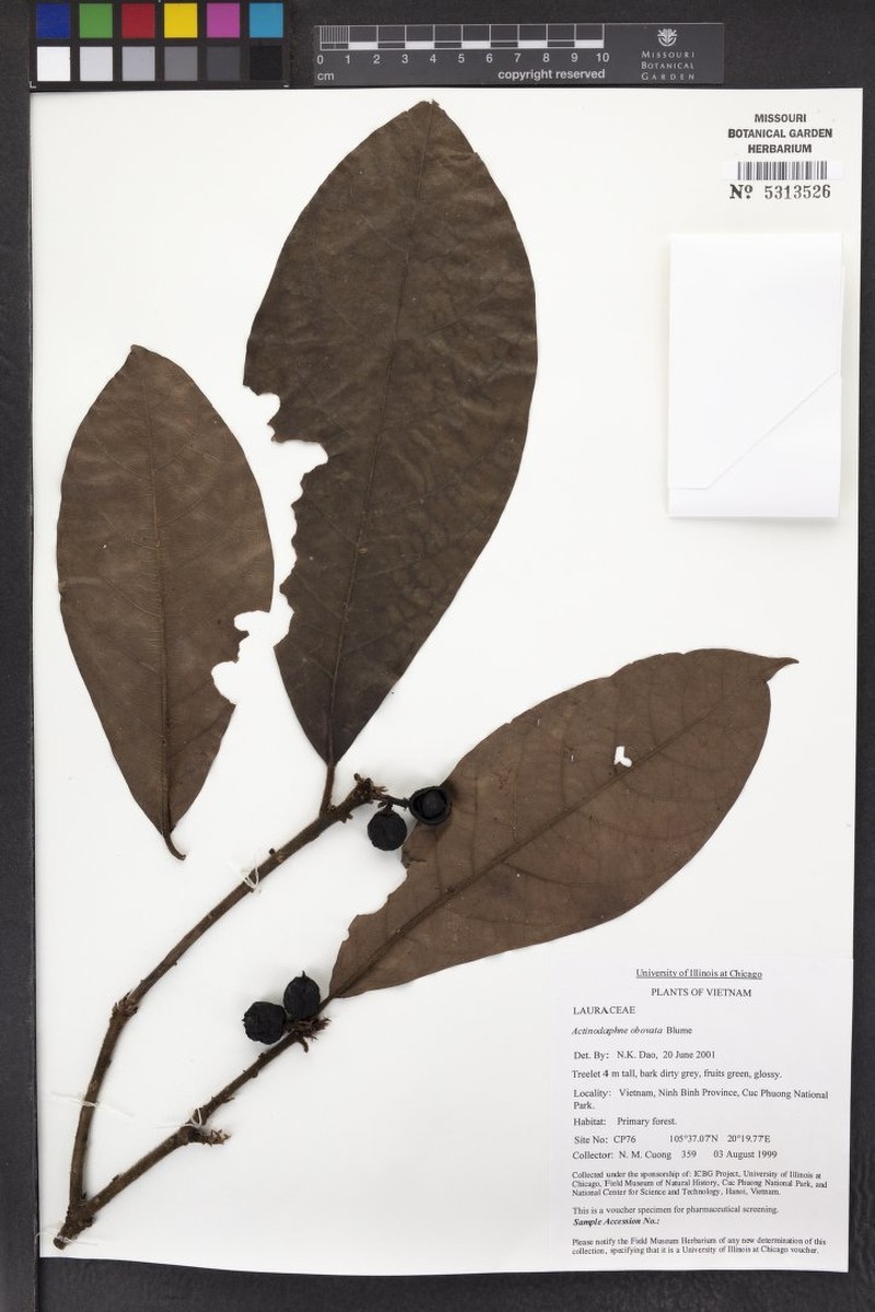 Actinodaphne obovata photo 8